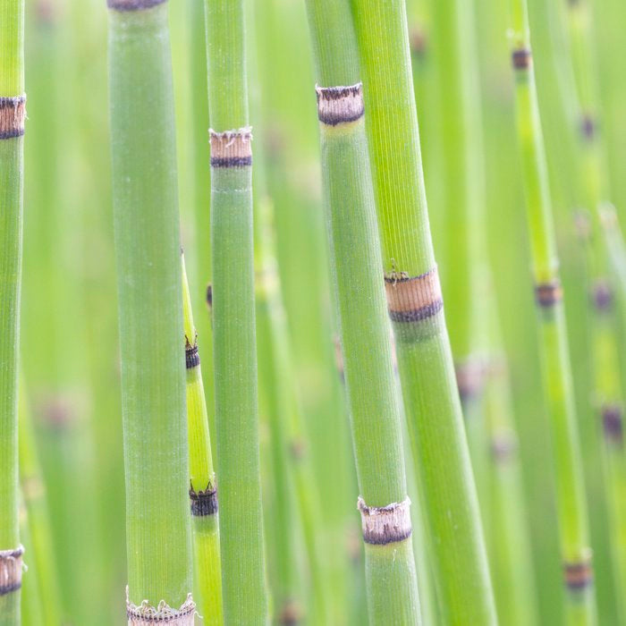 Spring green bamboo - abstract natural plant pattern - botanical photography Coffee Mug Gallery Image 2