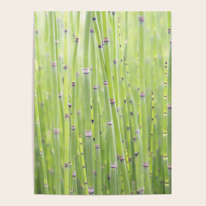 Spring green bamboo - abstract natural plant pattern - botanical photography Poster Gallery Image 1