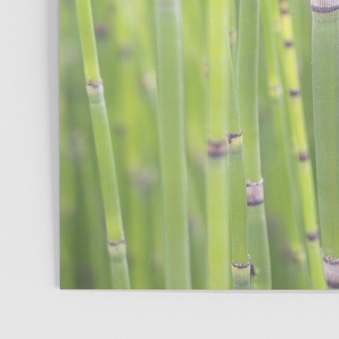 Spring green bamboo - abstract natural plant pattern - botanical photography Poster Gallery Image 3