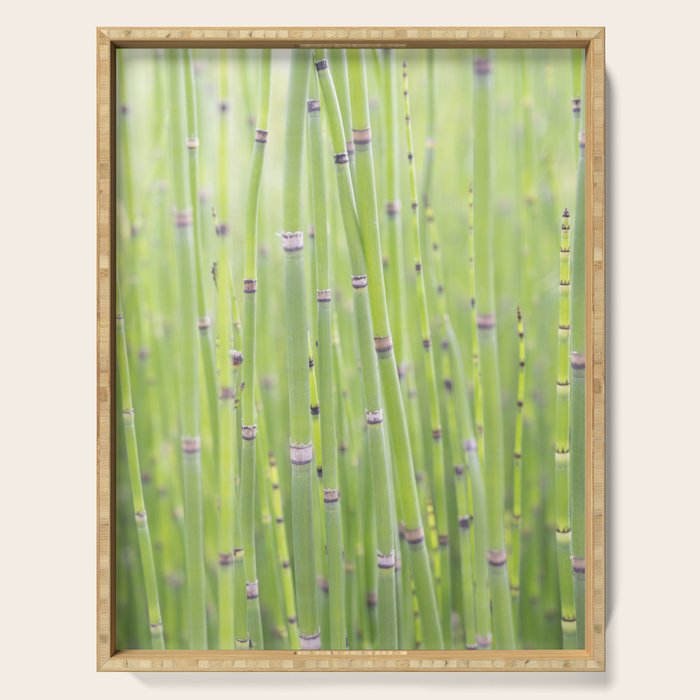 Spring green bamboo - abstract natural plant pattern - botanical photography Serving Tray Gallery Image 1