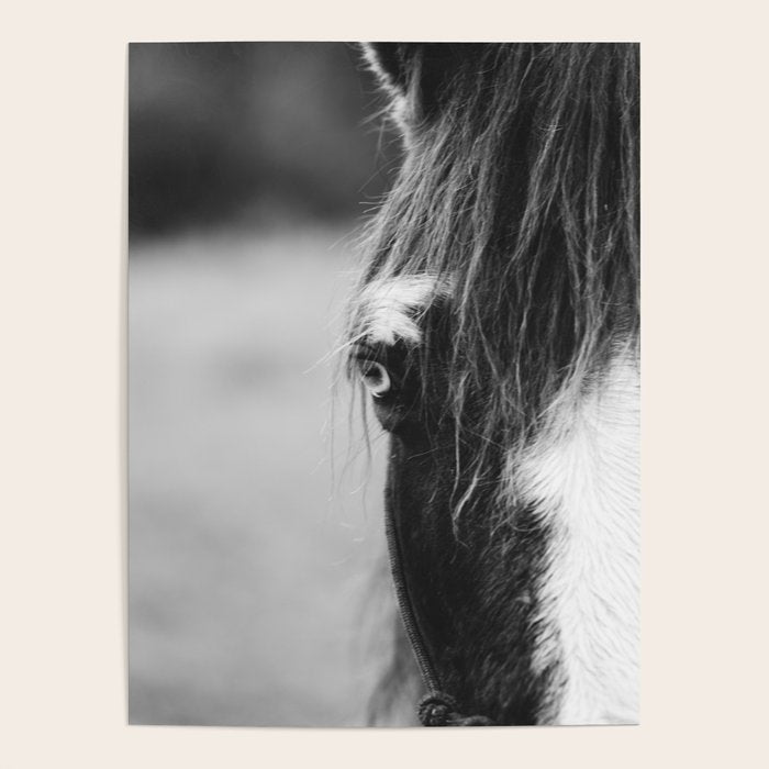 Blue Eye - horse photography Poster Gallery Image 1