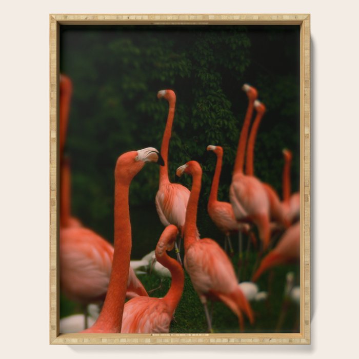 Chorus Line - Flamingo Art Serving Tray Gallery Image 1