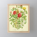 Clover by Anne Pratt, 1800s (benefitting The Nature Conservancy) Mini Art Print Gallery Image 1