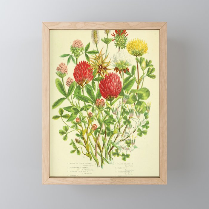 Clover by Anne Pratt, 1800s (benefitting The Nature Conservancy) Mini Art Print Gallery Image 1