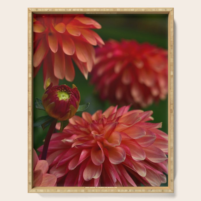 Dahlia 3 Serving Tray Gallery Image 1