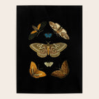 Moths Butterflies In Darkness Vintage Scientific Illustration Encyclopedia Diagram Poster Gallery Image 4