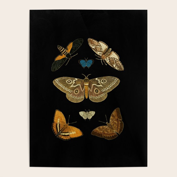 Moths Butterflies In Darkness Vintage Scientific Illustration Encyclopedia Diagram Poster Gallery Image 1