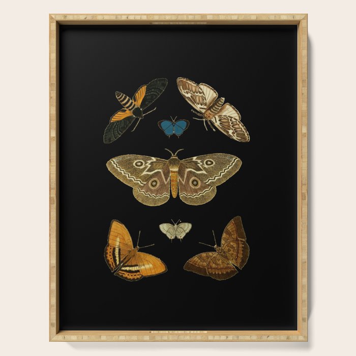 Moths Butterflies In Darkness Vintage Scientific Illustration Encyclopedia Diagram Serving Tray Gallery Image 1