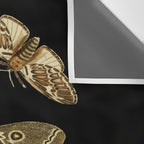 Moths Butterflies In Darkness Vintage Scientific Illustration Encyclopedia Diagram Wall Tapestry Gallery Image 3