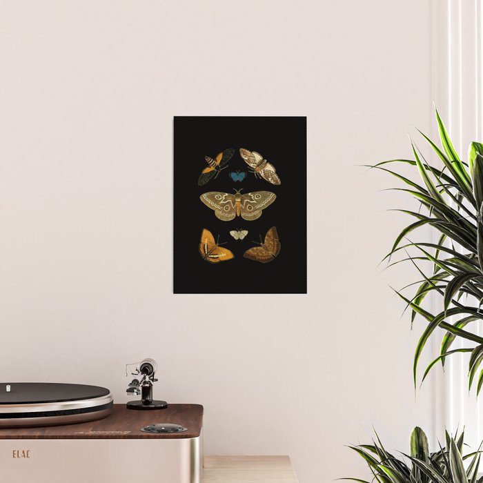 Moths Butterflies In Darkness Vintage Scientific Illustration Encyclopedia Diagram Poster Gallery Image 2