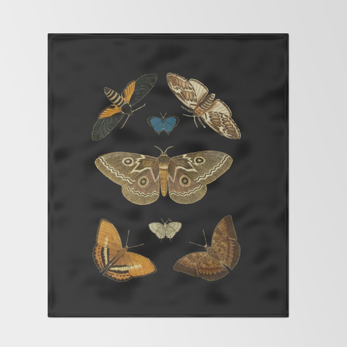 Moths Butterflies In Darkness Vintage Scientific Illustration Encyclopedia Diagram Throw Blanket Gallery Image 2