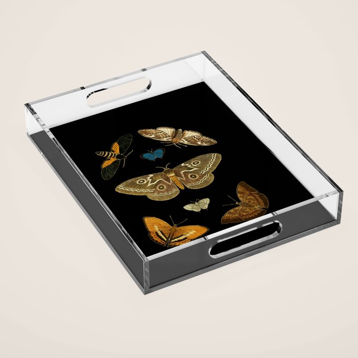 Moths Butterflies In Darkness Vintage Scientific Illustration Encyclopedia Diagram Acrylic Tray Gallery Image 1