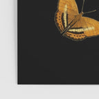 Moths Butterflies In Darkness Vintage Scientific Illustration Encyclopedia Diagram Poster Gallery Image 3