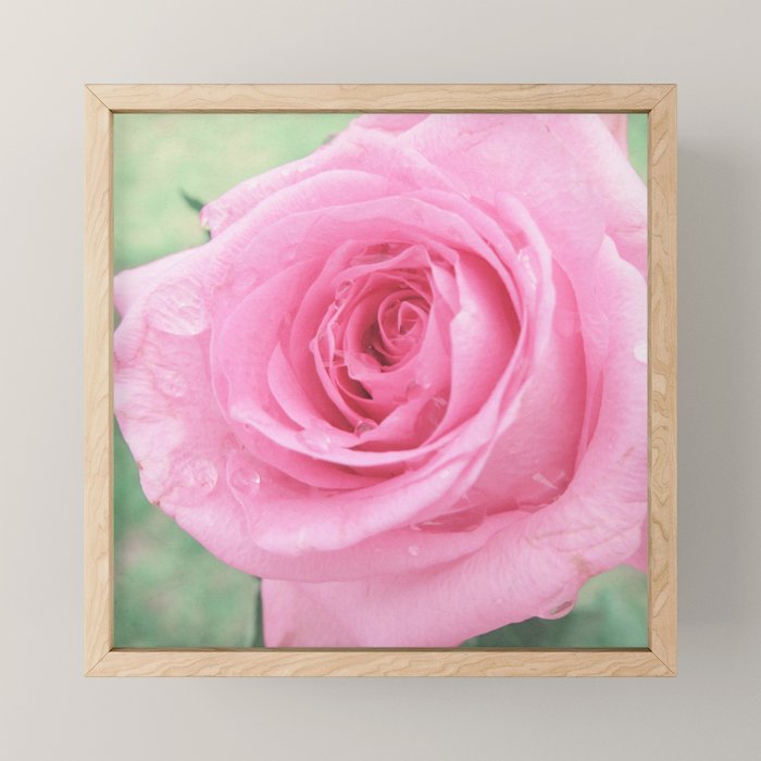 Morning Rose Mini Art Print Gallery Image 1