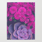 Flowers and Echeveria Poster Gallery Image 4