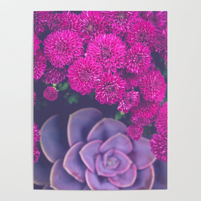 Flowers and Echeveria Poster Gallery Image 4