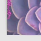 Flowers and Echeveria Poster Gallery Image 3