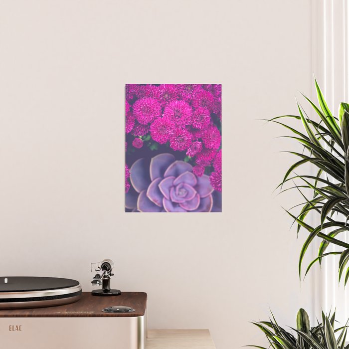 Flowers and Echeveria Poster Gallery Image 2
