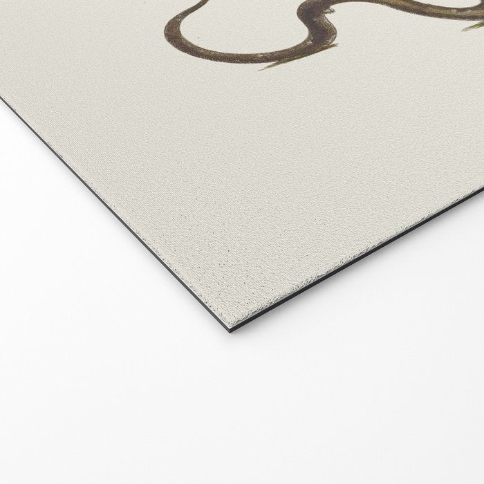 Albertus Seba Snakes Illustration  Welcome Mat Gallery Image 2