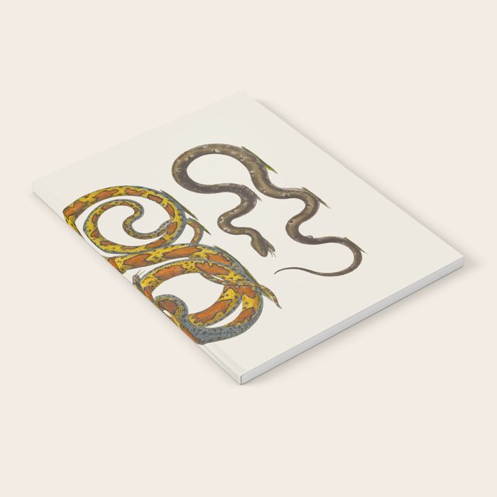 Albertus Seba Snakes Illustration  Notebook Gallery Image 2