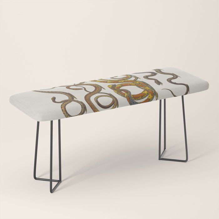 Albertus Seba Snakes Illustration  Bench Gallery Image 1