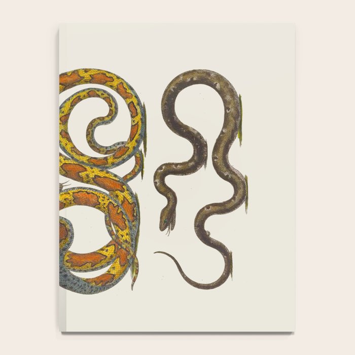 Albertus Seba Snakes Illustration  Notebook Gallery Image 4