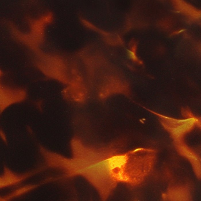 Dark Amber Tortoiseshell Print Pattern Coffee Mug Gallery Image 2