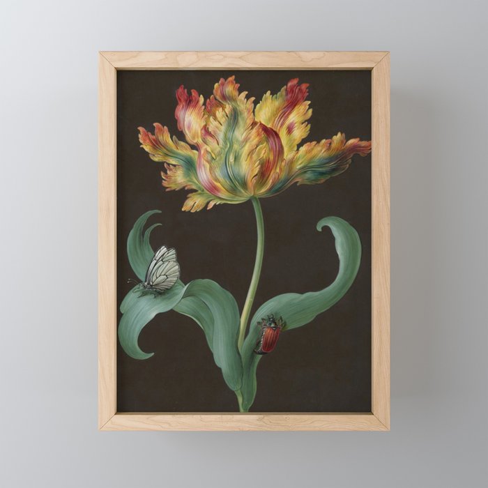 Barbara Regina Dietzsch - Tulip with butterfly and maize - before 1783 Mini Art Print Gallery Image 1