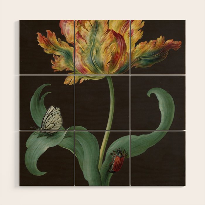 Barbara Regina Dietzsch - Tulip with butterfly and maize - before 1783 Wood Wall Art Gallery Image 1