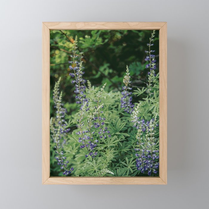Lupine Mini Art Print Gallery Image 1