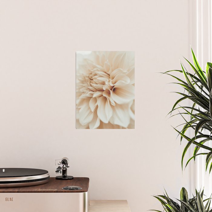 Innocence  Modern Blush White Botanical Dahlia flower photograph Poster Gallery Image 2
