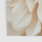 Innocence  Modern Blush White Botanical Dahlia flower photograph Poster Gallery Image 3