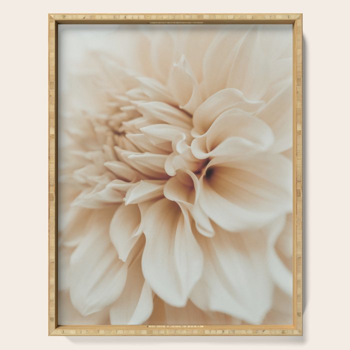 Innocence  Modern Blush White Botanical Dahlia flower photograph Serving Tray Gallery Image 1