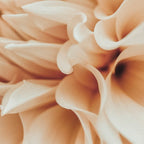 Innocence  Modern Blush White Botanical Dahlia flower photograph Coffee Mug Gallery Image 2