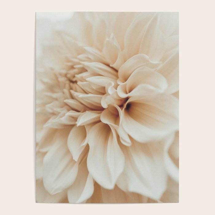 Innocence  Modern Blush White Botanical Dahlia flower photograph Poster Gallery Image 1
