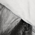 Wild Horse - Black & White Comforter Gallery Image 4