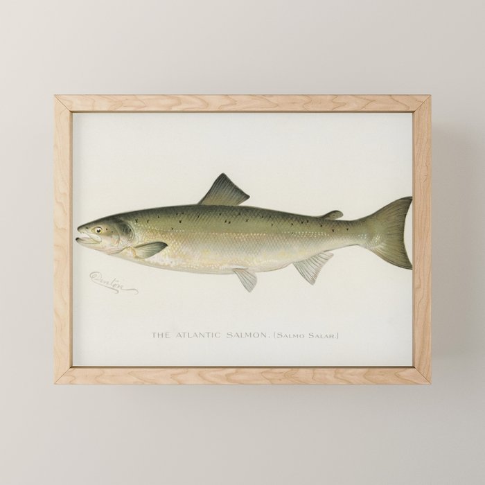 Salmon fish Mini Art Print Gallery Image 1