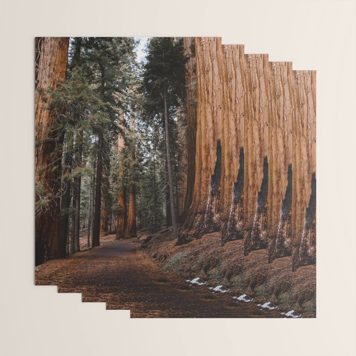 Walking Sequoia 2 Wrapping Paper Gallery Image 3