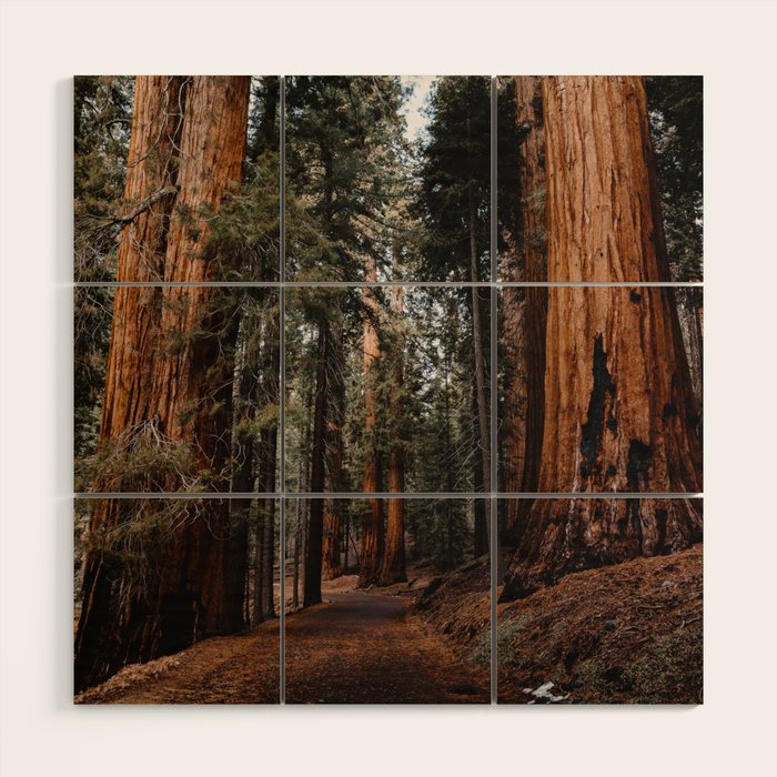 Walking Sequoia 2 Wood Wall Art Gallery Image 1