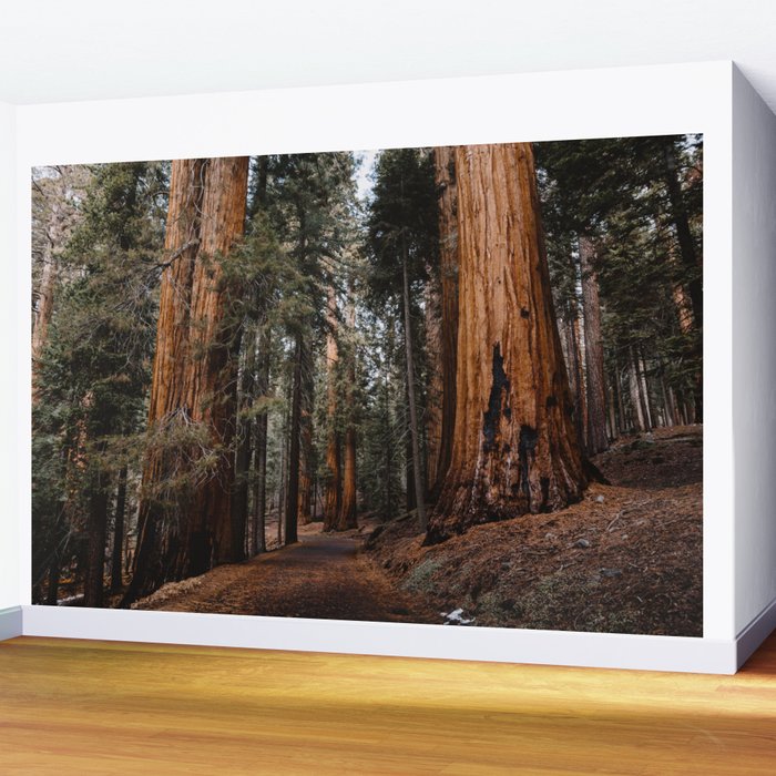 Walking Sequoia 2 Wall Mural Gallery Image 2