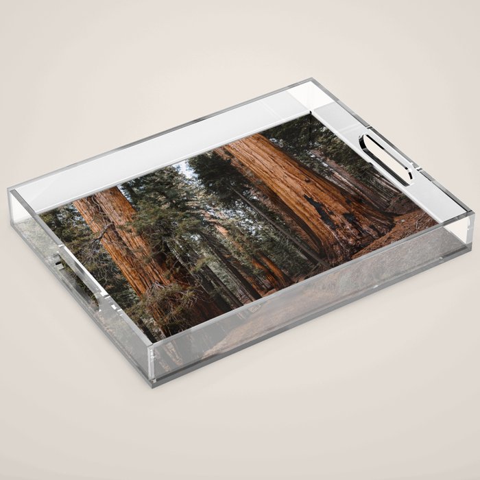 Walking Sequoia 2 Acrylic Tray Gallery Image 1
