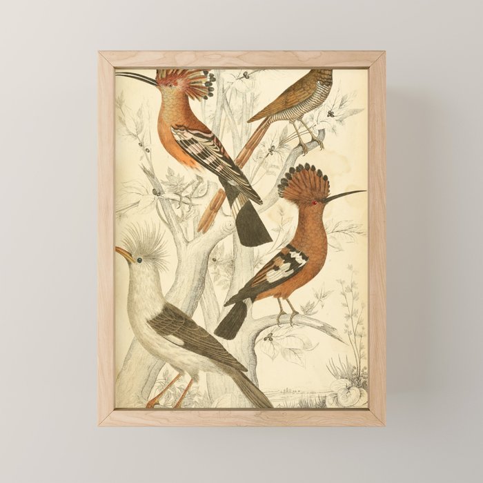 Hoopoes from The Edinburgh Journal, 1835 (benefitting The Nature Conservancy) Mini Art Print Gallery Image 1