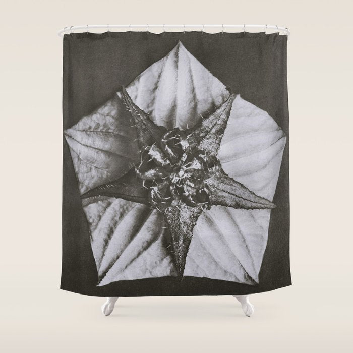 Snowbird, The Magic Garden of Nature, autumn blossom black and white photograph by Karl Blossfeldt Shower Curtain Gallery Image 1
