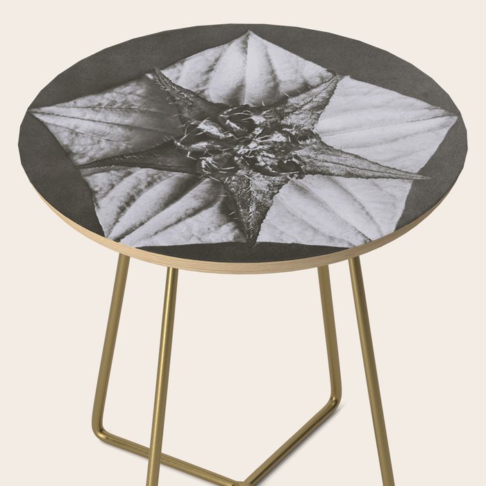 Snowbird, The Magic Garden of Nature, autumn blossom black and white photograph by Karl Blossfeldt Side Table Gallery Image 2