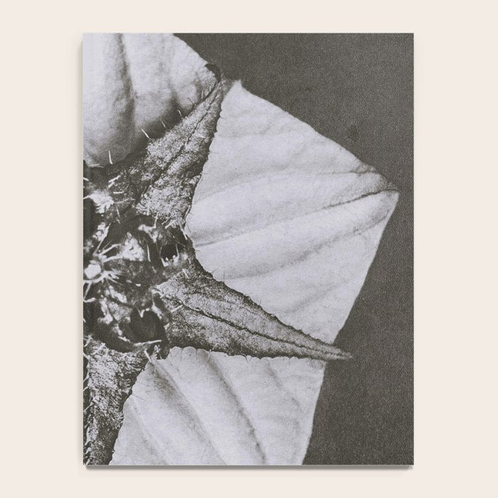 Snowbird, The Magic Garden of Nature, autumn blossom black and white photograph by Karl Blossfeldt Notebook Gallery Image 4