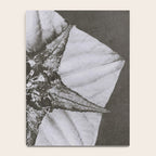 Snowbird, The Magic Garden of Nature, autumn blossom black and white photograph by Karl Blossfeldt Notebook Gallery Image 4