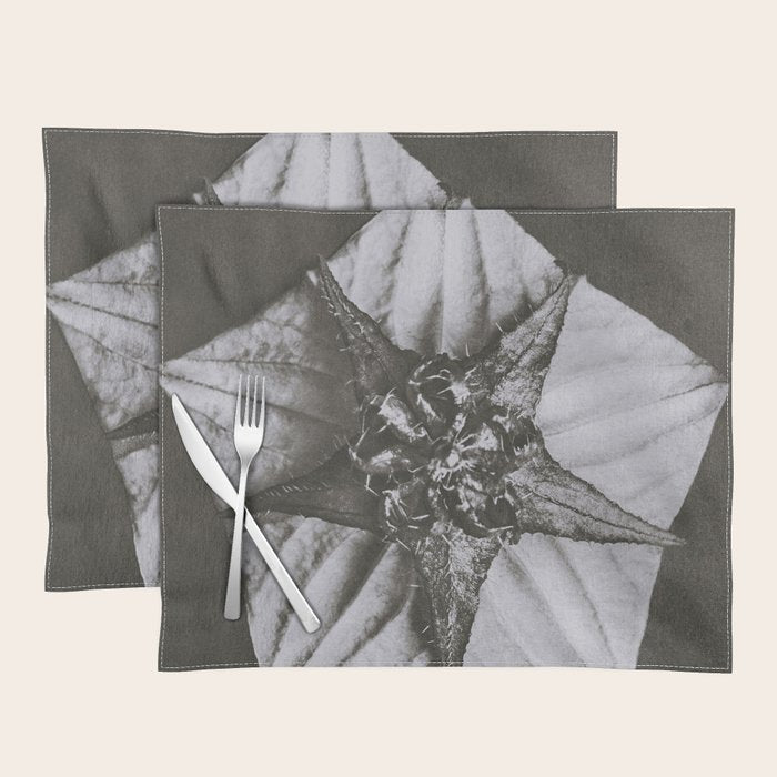 Snowbird, The Magic Garden of Nature, autumn blossom black and white photograph by Karl Blossfeldt Placemat Gallery Image 1