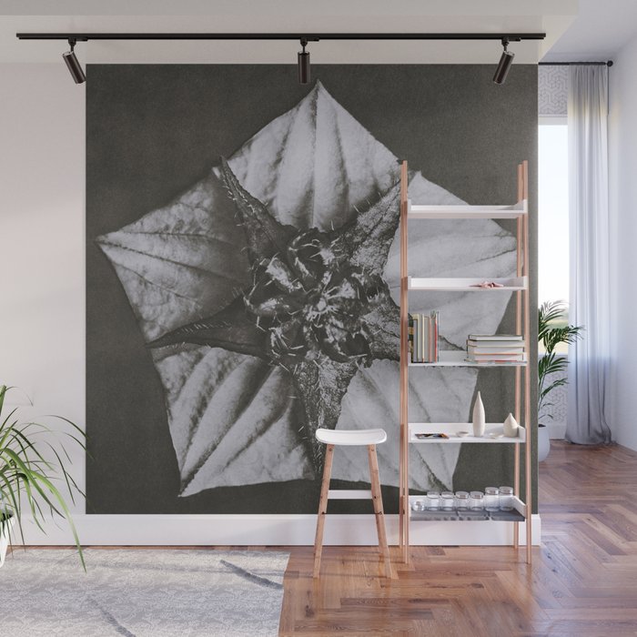 Snowbird, The Magic Garden of Nature, autumn blossom black and white photograph by Karl Blossfeldt Wall Mural Gallery Image 1