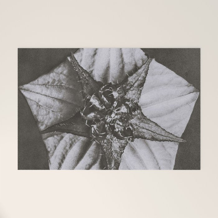 Snowbird, The Magic Garden of Nature, autumn blossom black and white photograph by Karl Blossfeldt Welcome Mat Gallery Image 1