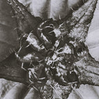 Snowbird, The Magic Garden of Nature, autumn blossom black and white photograph by Karl Blossfeldt Coffee Mug Gallery Image 2